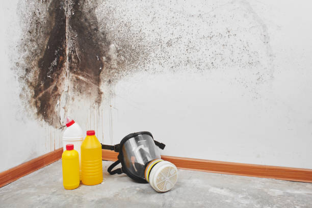 Best White Mold Remediation in Paddock Lake, WI