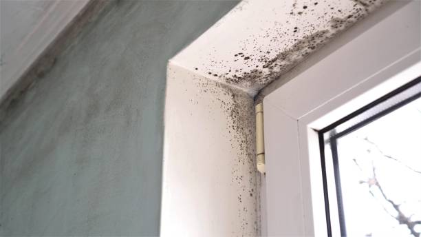 Best Post-Flood Mold Remediation in Paddock Lake, WI