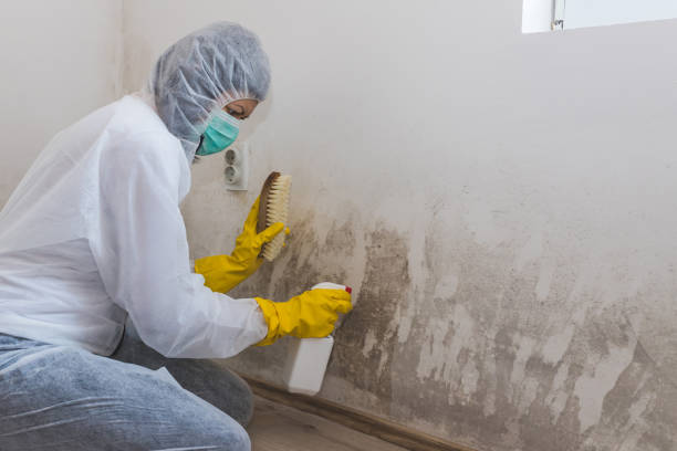 Best HVAC Mold Remediation in Paddock Lake, WI