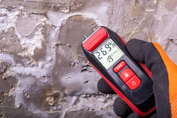 Best Commercial Mold Remediation in Paddock Lake, WI