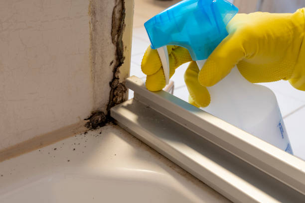 Best Attic Mold Remediation in Paddock Lake, WI