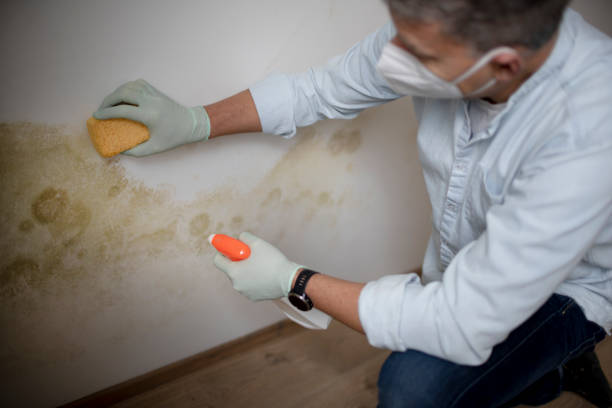 Best Emergency Mold Remediation in Paddock Lake, WI