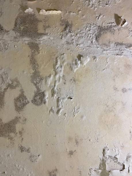Best Residential Mold Remediation in Paddock Lake, WI