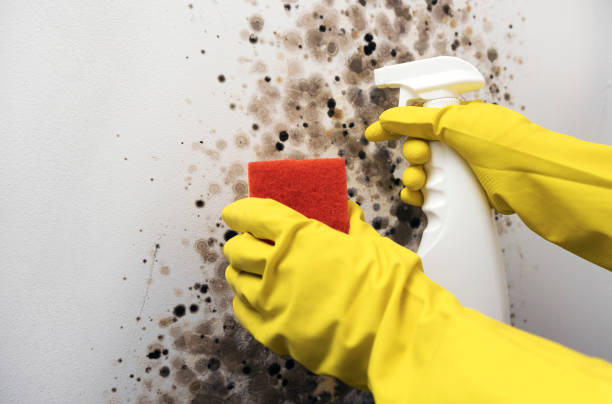 Best DIY Mold Remediation Support Services in Paddock Lake, WI