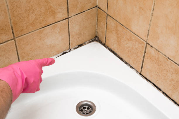 Best Preventive Mold Services in Paddock Lake, WI